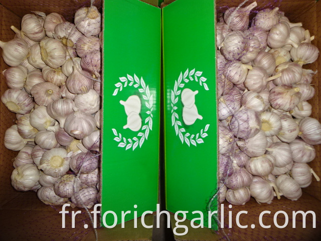 Best Quality Fresh Normal White Garlic